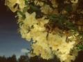 Rhododendron Harvest Moon Image 1