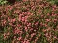 Rhododendron hirsutum Image 1