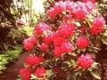 Rhododendron Hollandia Image 1