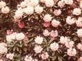 Rhododendron insigne Image 1