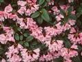 Rhododendron Jackwill Image 1