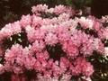 Rhododendron Kalinka Image 1