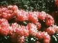 Rhododendron Kantilene Image 1