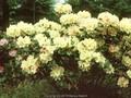 Rhododendron Lachsgold Image 1