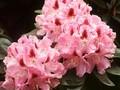 Rhododendron Lady Annette de Trafford Image 1