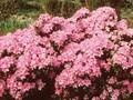 Rhododendron Lavendula Image 1