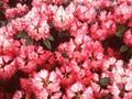 Rhododendron Morgenrot Image 1