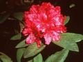 Rhododendron Mrs P den Ouden Image 1