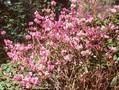 Rhododendron mucronulatum Image 1