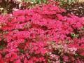 Rhododendron multiflora Image 1