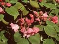 Rhododendron orbiculare Image 1