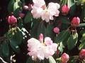 Rhododendron oreodoxa Image 1