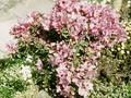 Rhododendron Pink Drift Image 1