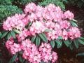 Rhododendron Princess Marijke Image 1