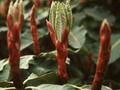 Rhododendron protistum var giganteum Image 1