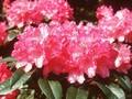 Rhododendron Queen Mary Image 1