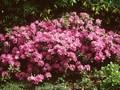 Rhododendron Ramapo Image 1