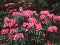 Rhododendron Rosa Perle Image 1