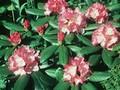 Rhododendron Rosita Image 1