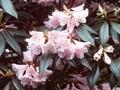 Rhododendron rubiginosum Image 1