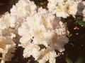 Rhododendron Schneewolke Image 1