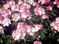 Rhododendron Seestadt Bremerhaven Image 1