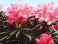 Rhododendron smirnowii Image 1