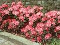 Rhododendron Sneezy Image 1