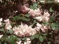 Rhododendron vernicosum Image 1