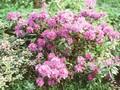 Rhododendron Violetta Image 1