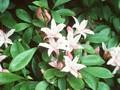 Rhododendron viscosum Image 1