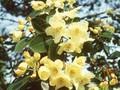 Rhododendron wardii Image 1