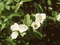 Rhodotypos scandens Image 1