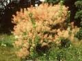 Rhus cotinus Image 1