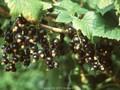 Ribes nigrum Schwarze Langtraubige Image 1