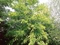 Robinia pseudoacacia Frisia Image 1