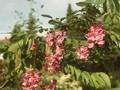 Robinia margaretta Casque Rouge Image 1