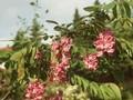 Robinia margaretta Pink Cascade Image 1