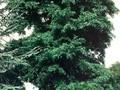 Robinia pseudoacacia Monophylla Image 1