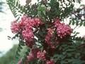 Robinia pseudoacacia Viscosa Image 1