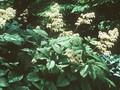 Rodgersia pinnata Image 1