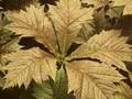 Rodgersia podophylla Rotlaub Image 1