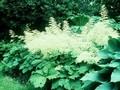 Rodgersia purdomii Image 1