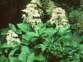 Rodgersia sambucifolia Image 1