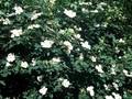 Rosa canina subsp dumetorum Image 1