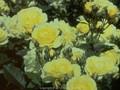 Rosa Golden Border Image 1