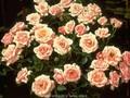 Rosa Pink Symphonie Image 1