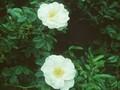 Rosa rugosa Alba Image 1