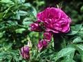 Rosa rugosa Hansa Image 1