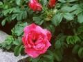 Rosa rugosa Moje Hammarberg Image 1